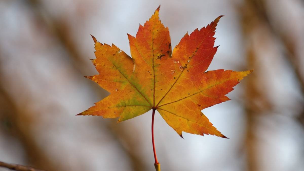 What Exactly is a Freeman Maple Tree