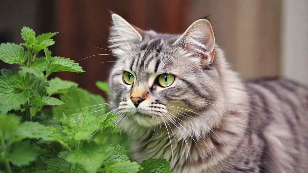 What Makes Catnip So Special