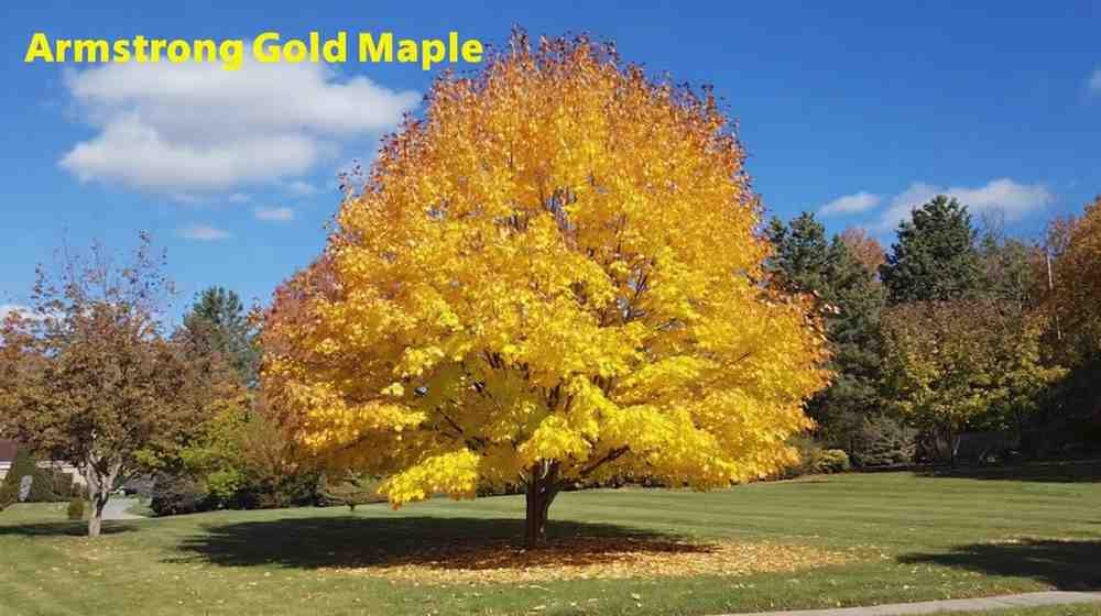 What Makes the Armstrong Gold Maple Tree Special