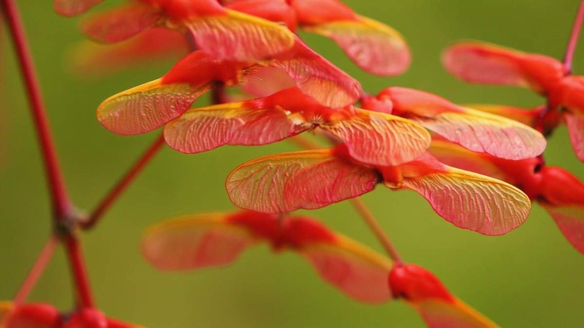 What Makes the Hot Wings Maple Tree So Special