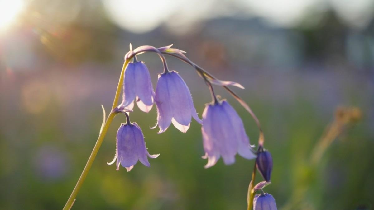 Why Baby Bell Flowers Steal the Show