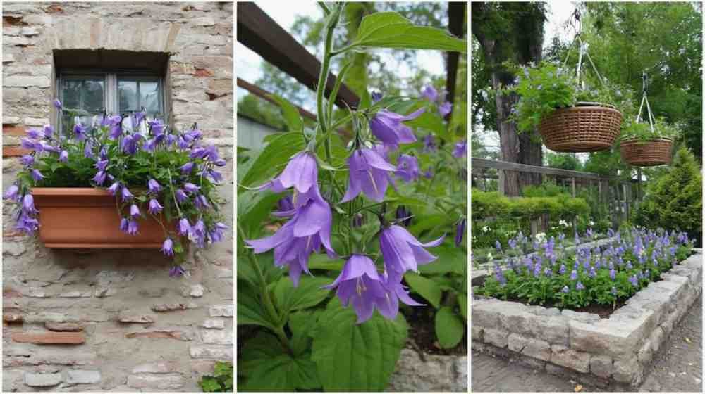 Why Baby Bell Flowers Work Everywhere