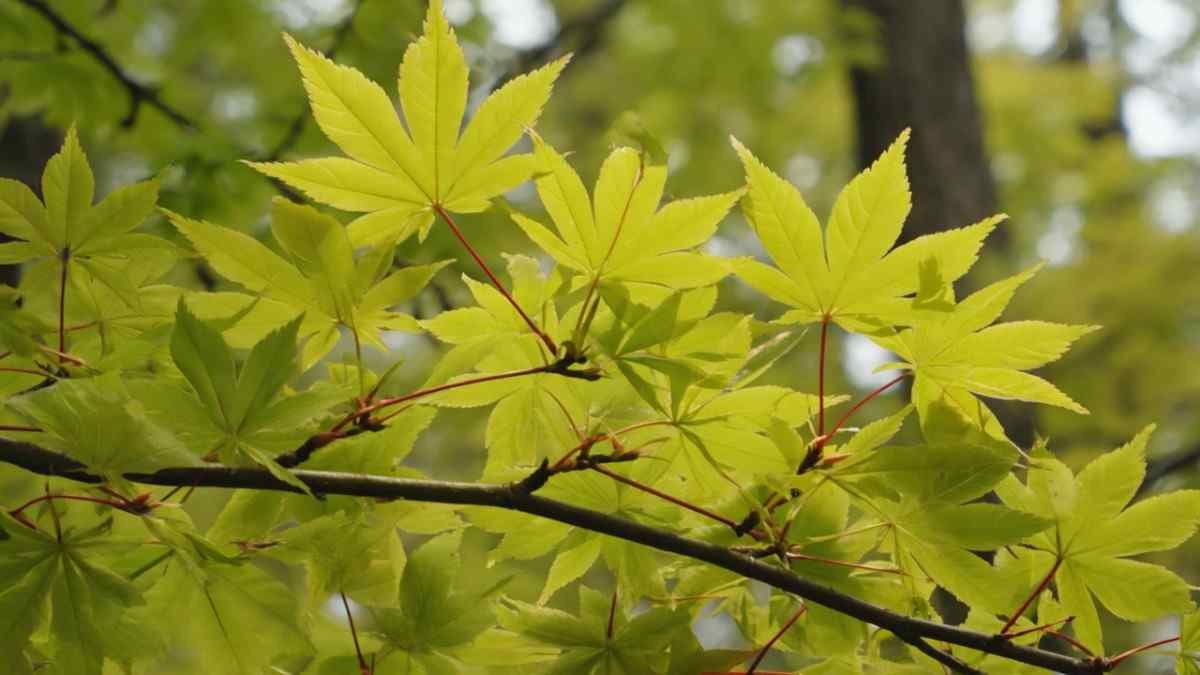 Why Gardeners (and Squirrels) Adore the Shantung Maple Tree