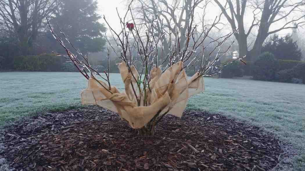 Why It’s Called the “Disneyland” Rose