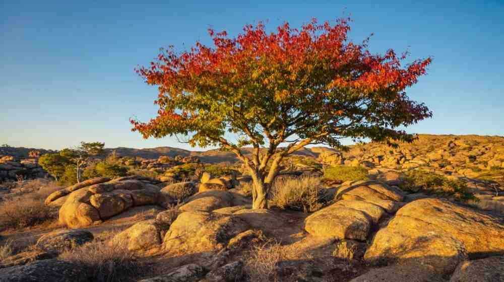 Why It's the Underrated Hero of Landscaping