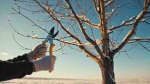 Why Maple Trees Are Weird About Pruning