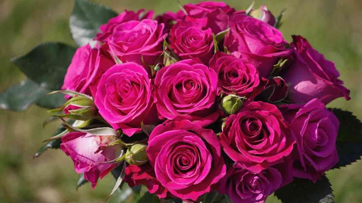 Why the Miranda Lambert Rose Plant is Special