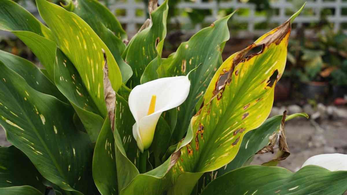 Yellowing After Blooming The Post-Party Crash